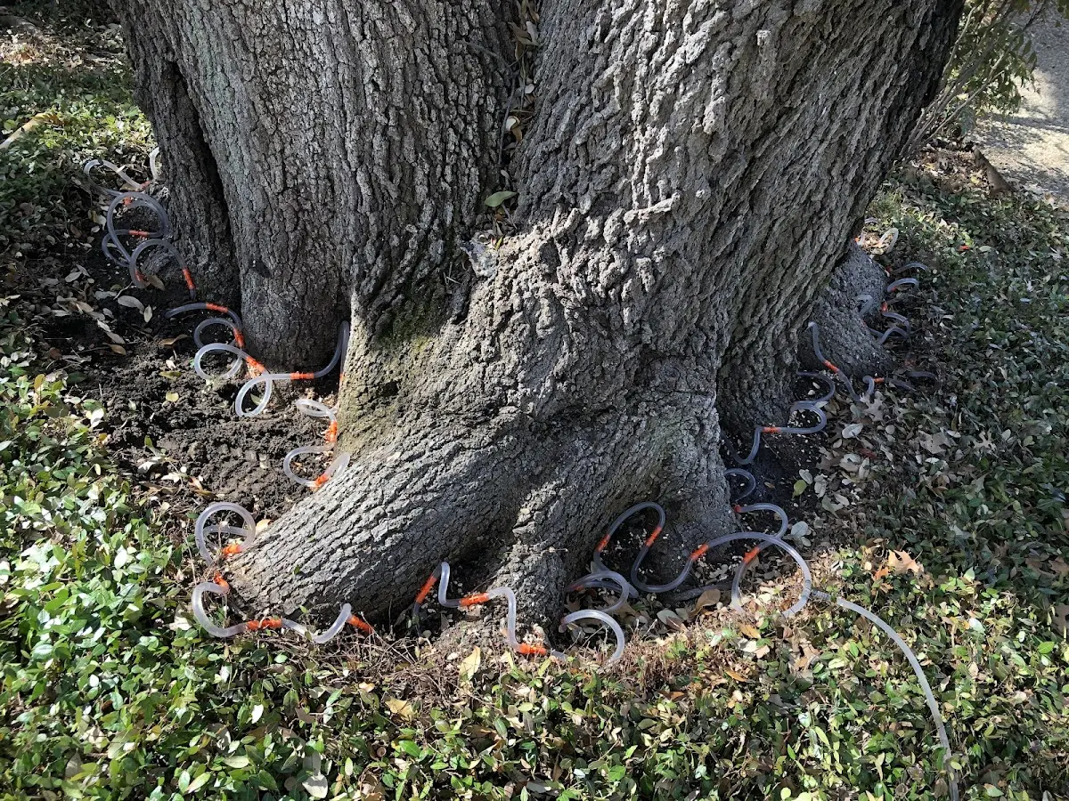 Detailed Tree Cabling and Bracing job site in Avery Island