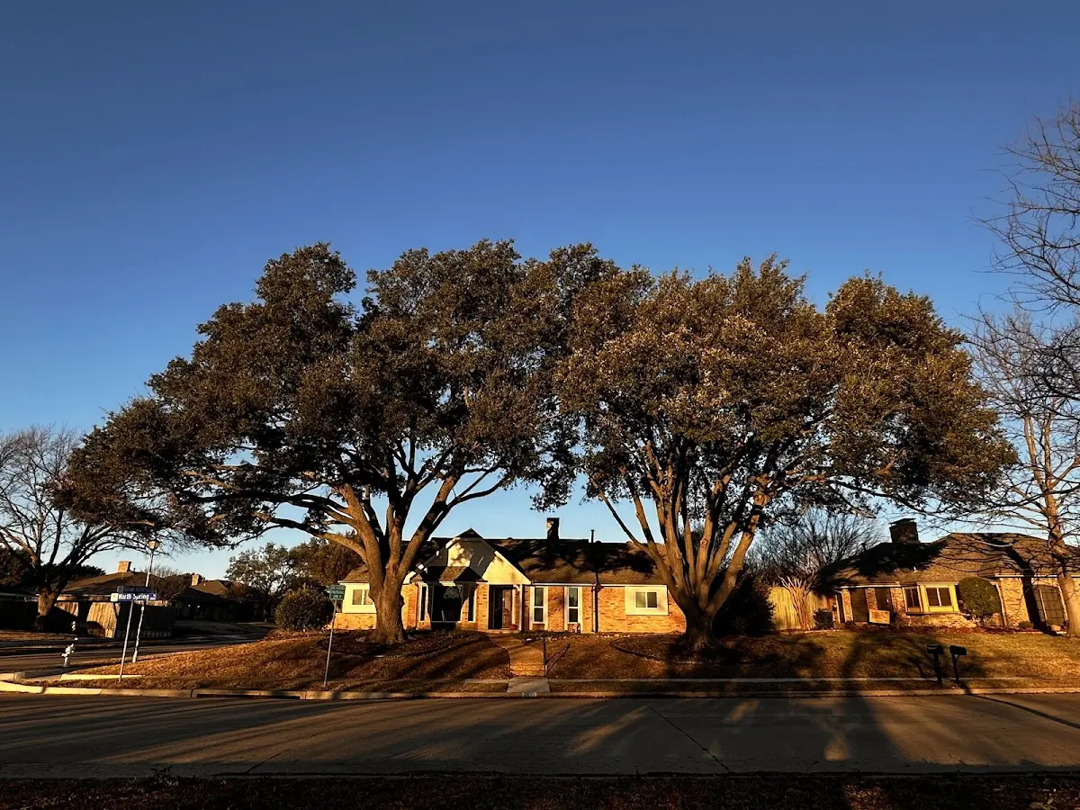Established residential canopy tree shading a home in Avery Island